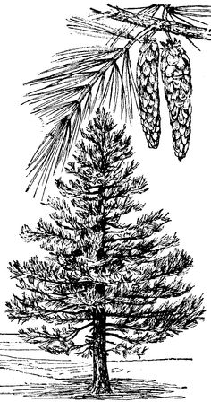 Detail Pine Cone Clipart Black And White Nomer 38