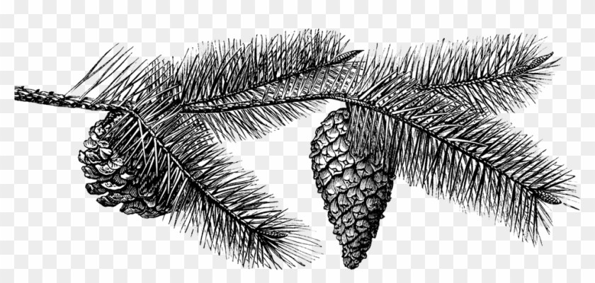 Detail Pine Cone Clipart Black And White Nomer 39