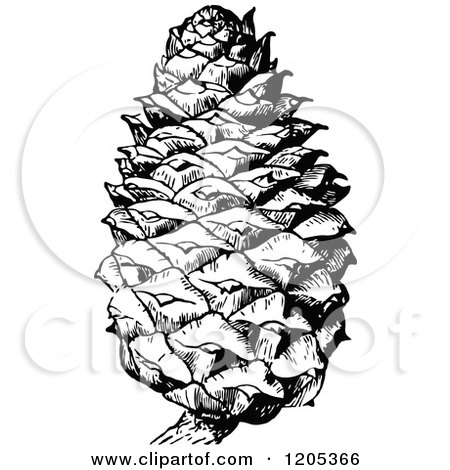 Detail Pine Cone Clipart Black And White Nomer 42