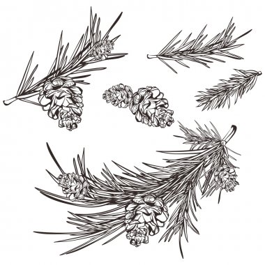 Detail Pine Cone Clipart Black And White Nomer 45