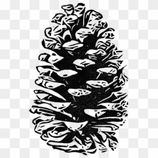 Detail Pine Cone Clipart Black And White Nomer 46