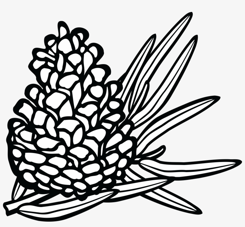 Detail Pine Cone Clipart Black And White Nomer 49