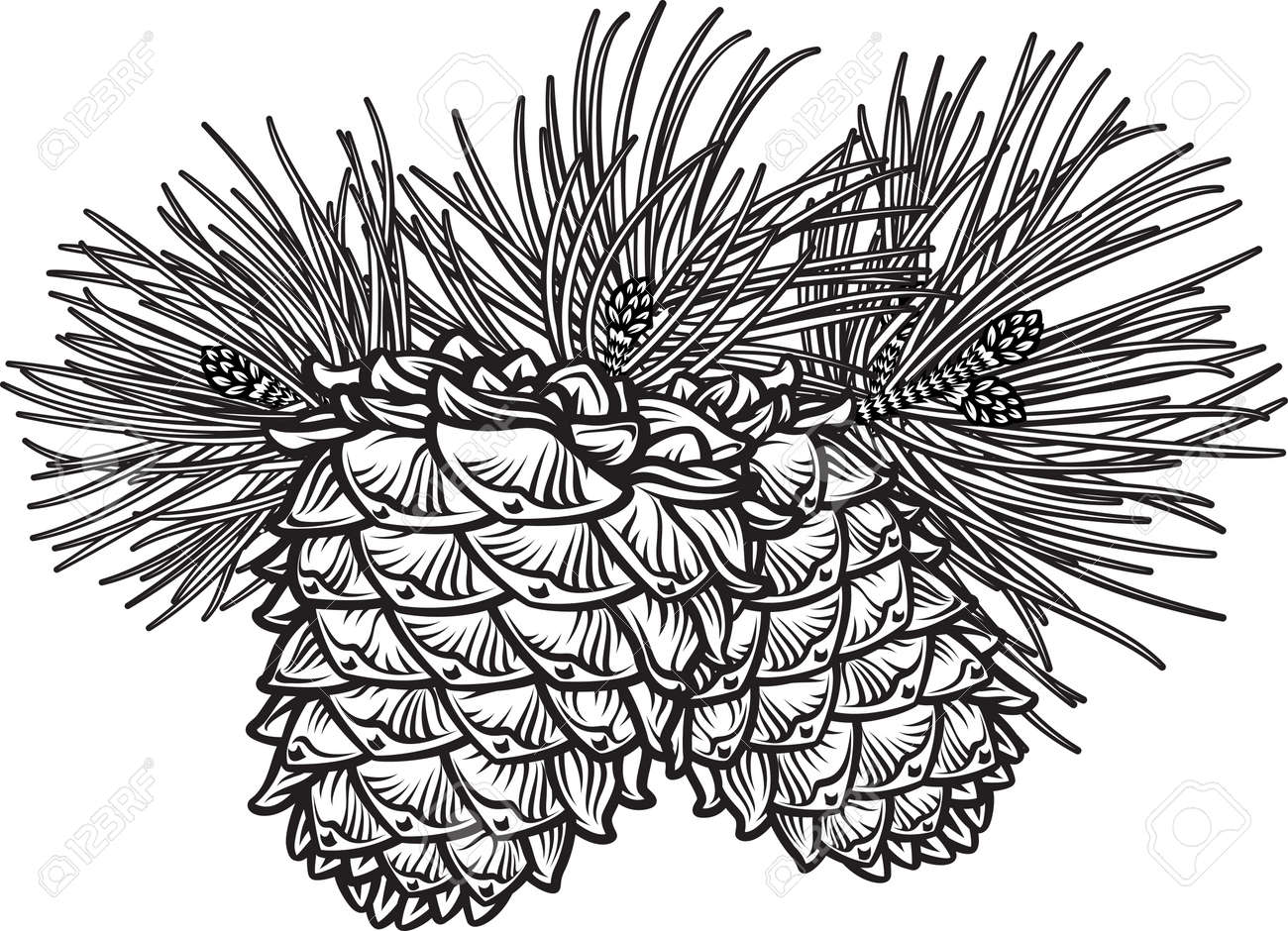 Detail Pine Cone Clipart Black And White Nomer 50