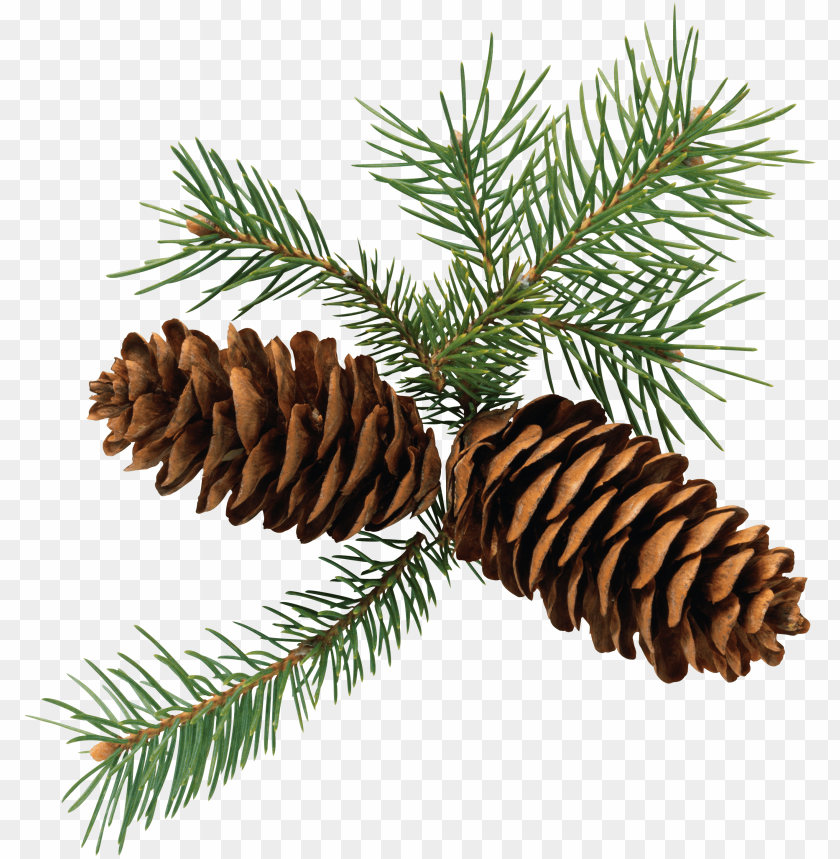 Detail Pine Cone Clipart Free Nomer 9