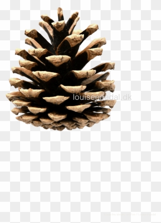 Detail Pine Cone Clipart Free Nomer 22