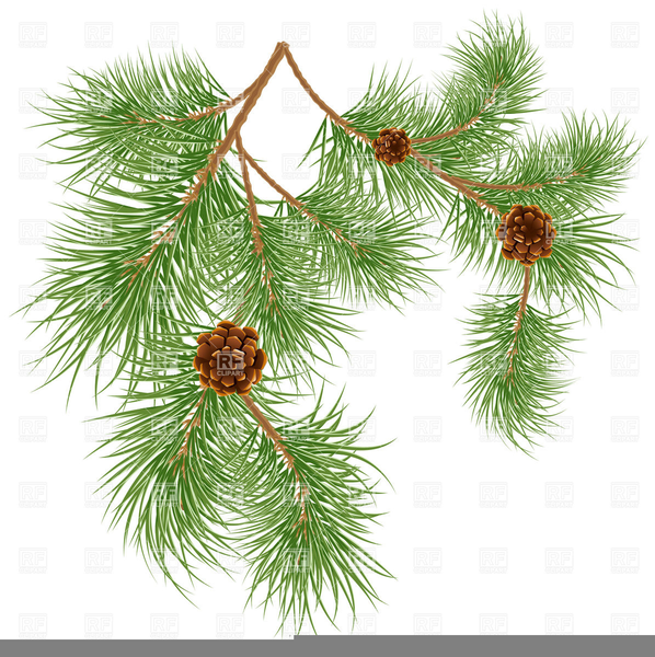 Detail Pine Cone Clipart Free Nomer 23