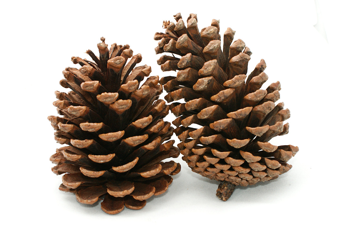 Detail Pine Cone Clipart Free Nomer 25