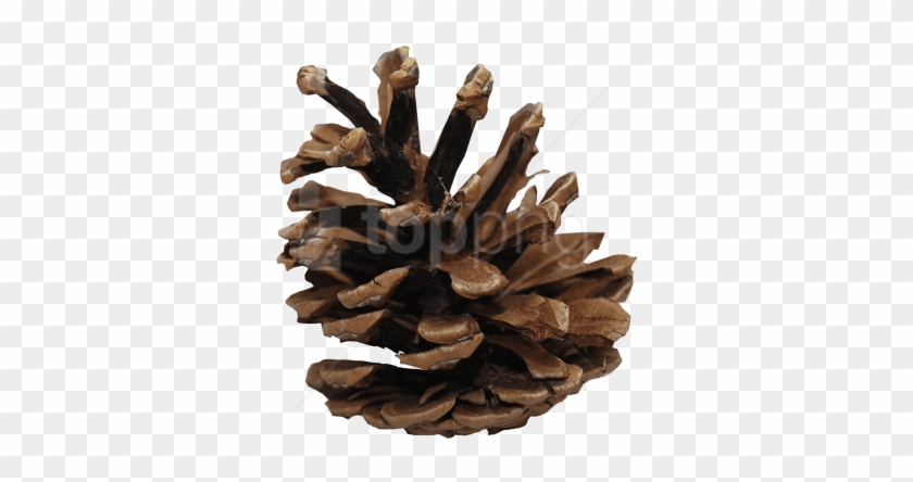 Detail Pine Cone Clipart Free Nomer 34