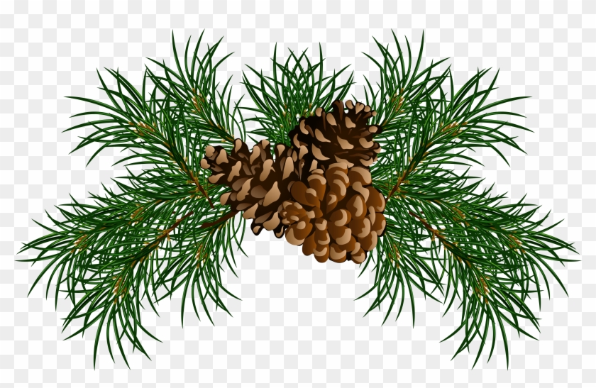 Detail Pine Cone Clipart Free Nomer 5