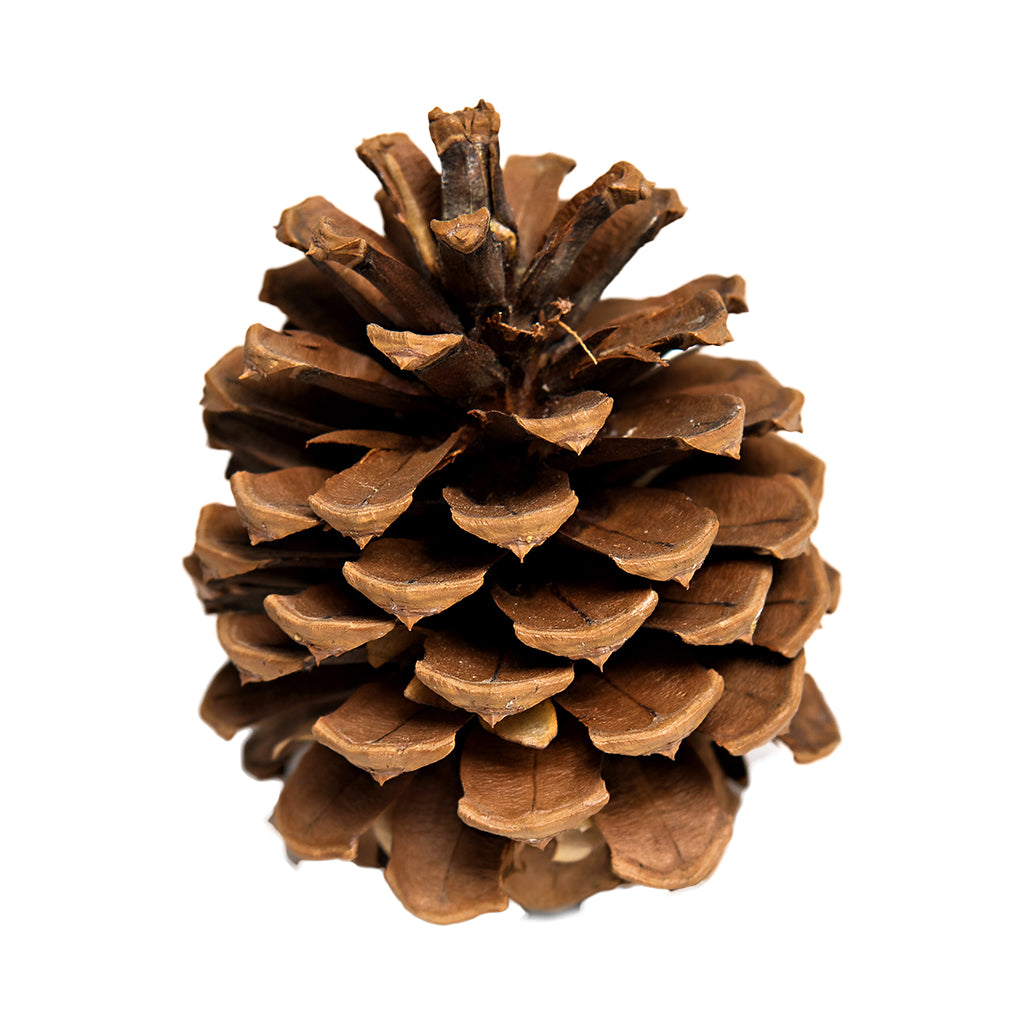 Pine Cone Image - KibrisPDR