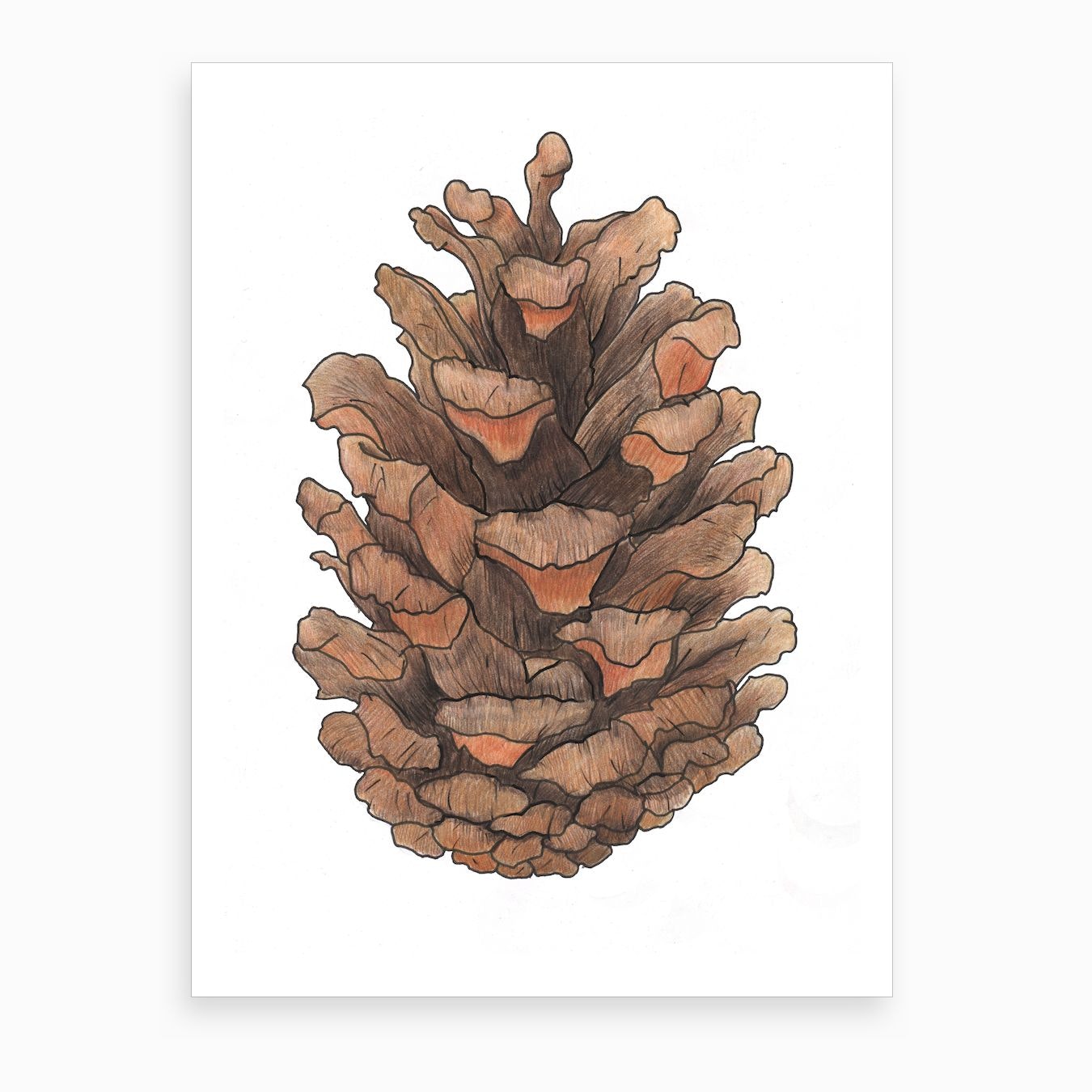 Detail Pine Cone Image Nomer 14