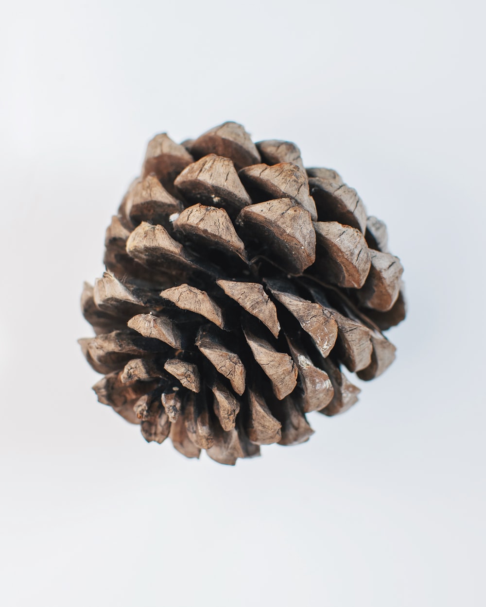 Detail Pine Cone Image Nomer 19