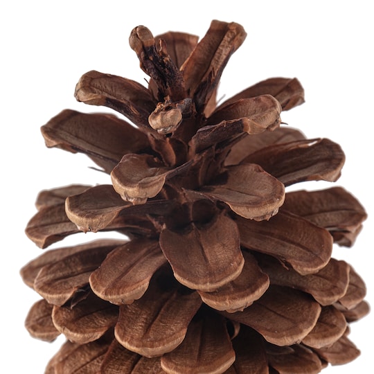 Detail Pine Cone Image Nomer 21