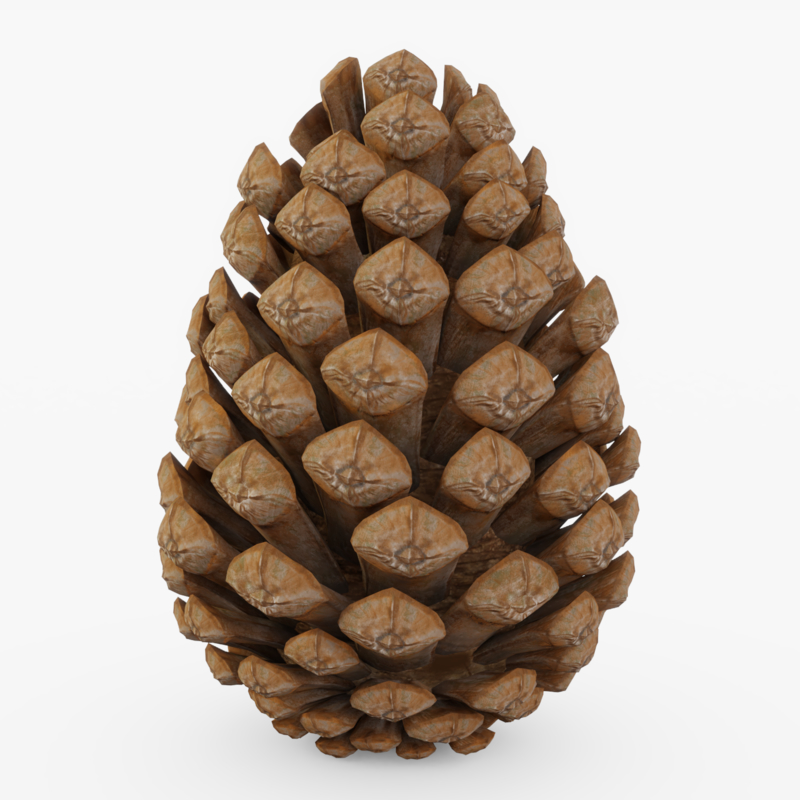 Detail Pine Cone Image Nomer 26