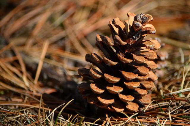 Detail Pine Cone Image Nomer 28