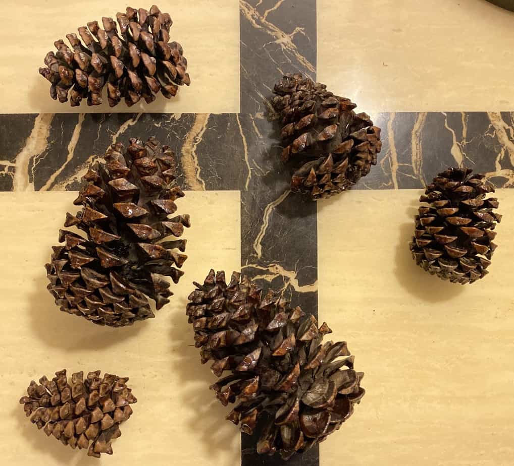 Detail Pine Cone Image Nomer 29