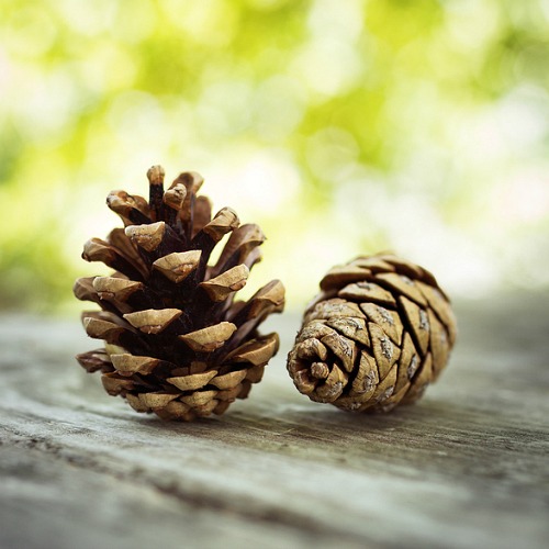 Detail Pine Cone Image Nomer 31