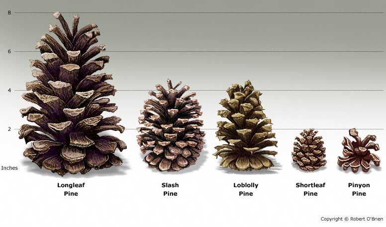 Detail Pine Cone Image Nomer 37