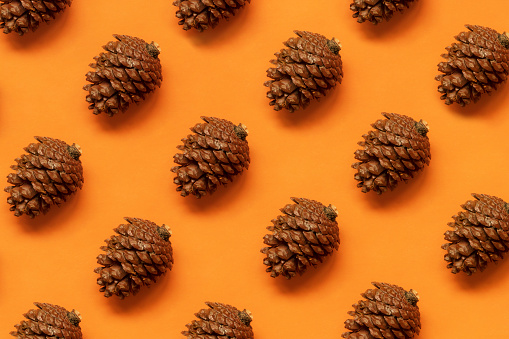 Detail Pine Cone Image Nomer 41