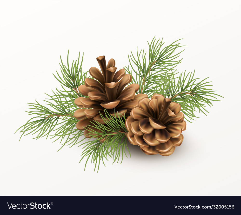 Detail Pine Cone Image Nomer 44