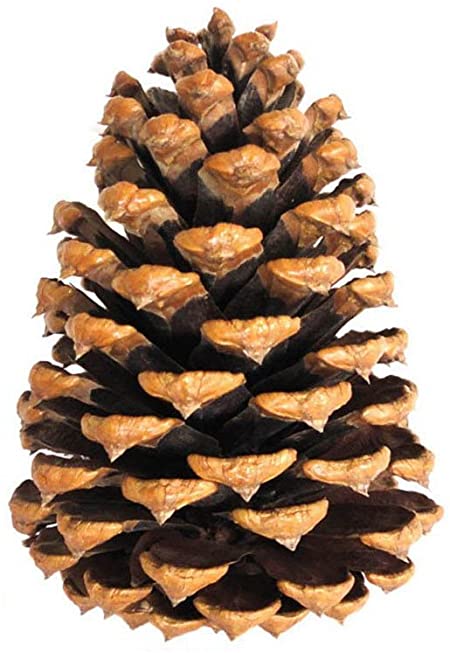 Detail Pine Cone Image Nomer 45