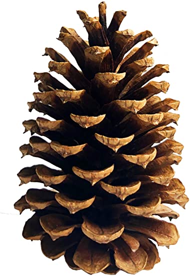 Detail Pine Cone Image Nomer 5