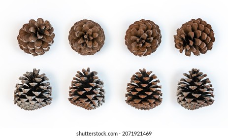 Detail Pine Cone Image Nomer 46