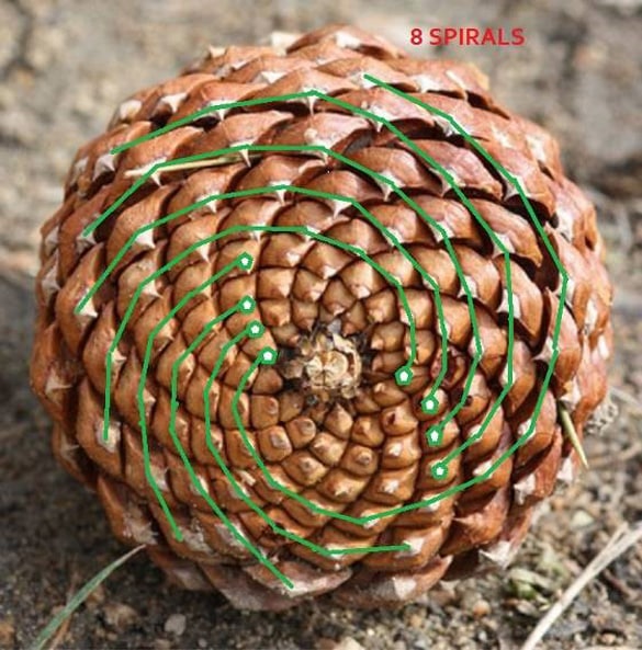 Detail Pine Cone Image Nomer 50