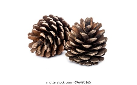 Detail Pine Cone Image Nomer 6