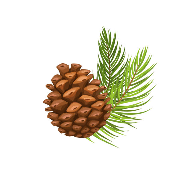 Detail Pine Cone Image Nomer 8