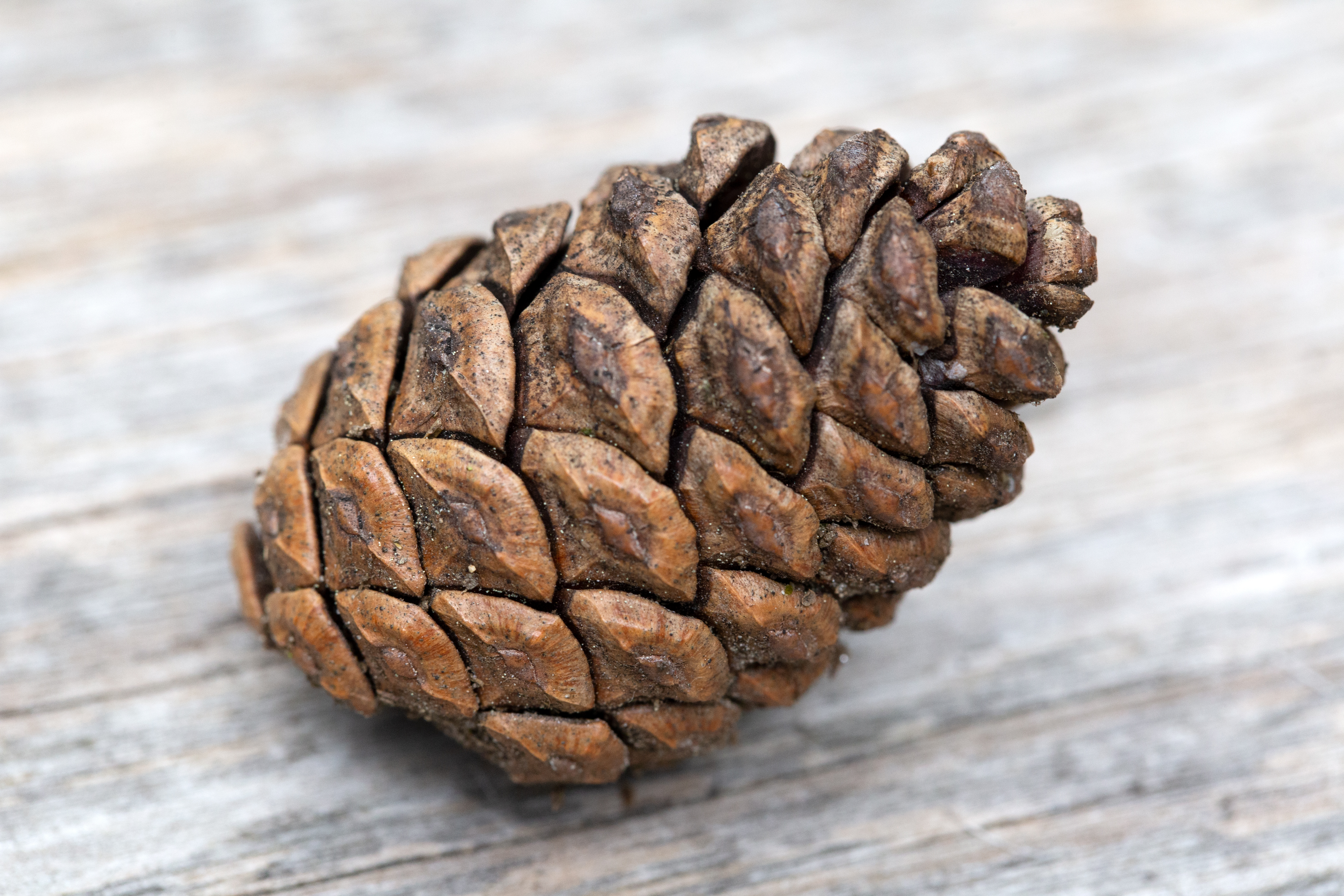 Detail Pine Cone Images Free Nomer 16