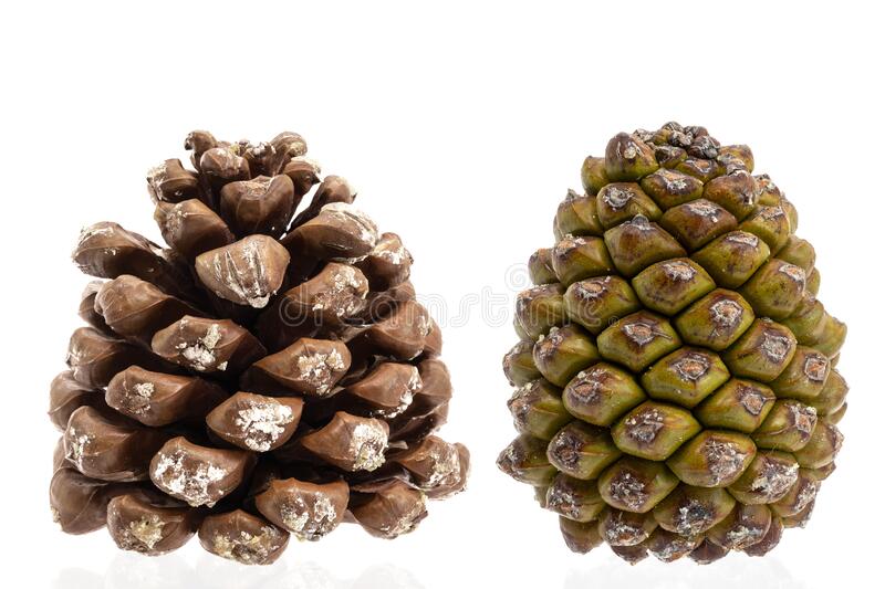 Detail Pine Cone Images Free Nomer 27