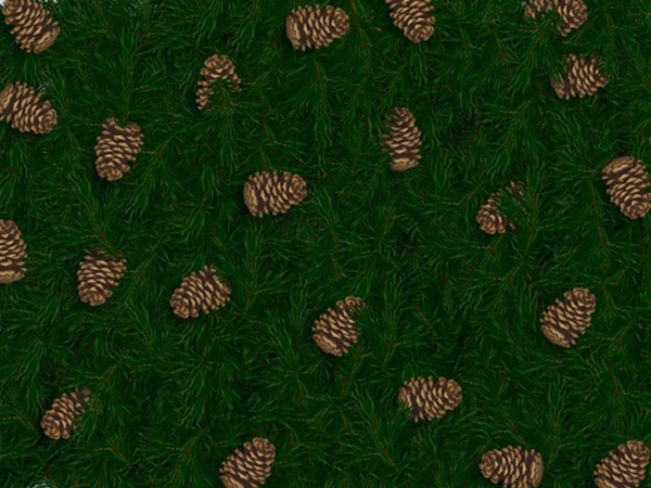 Detail Pine Cone Images Free Nomer 35