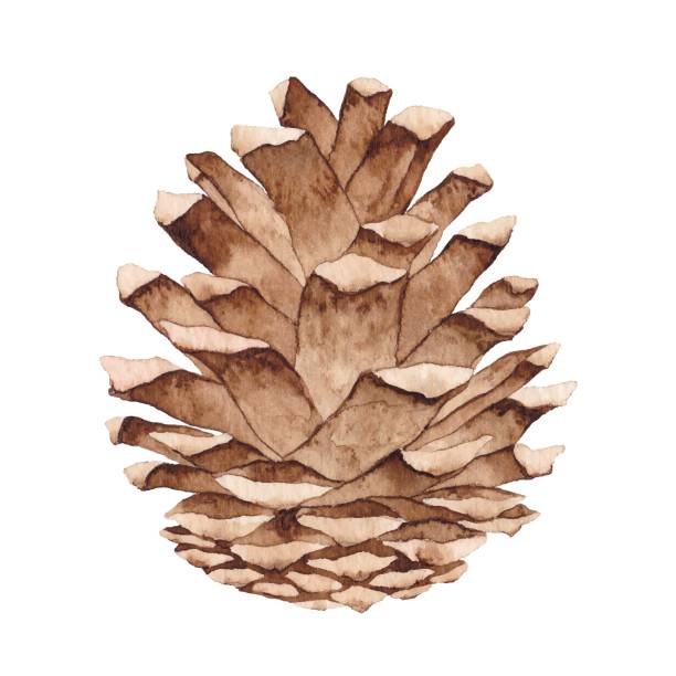 Detail Pine Cone Images Free Nomer 48