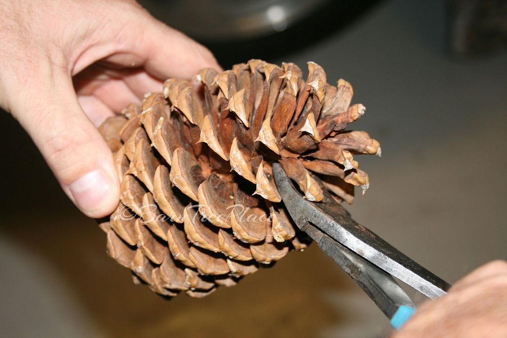 Detail Pine Cone Napkin Rings Nomer 10