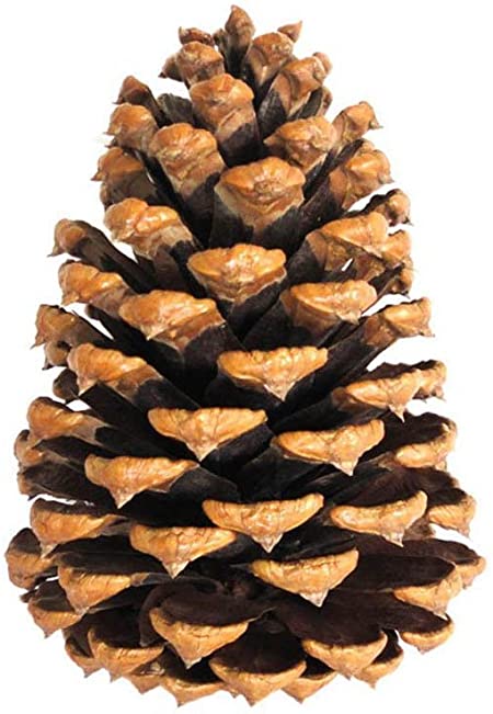 Detail Pine Cone Photo Nomer 14