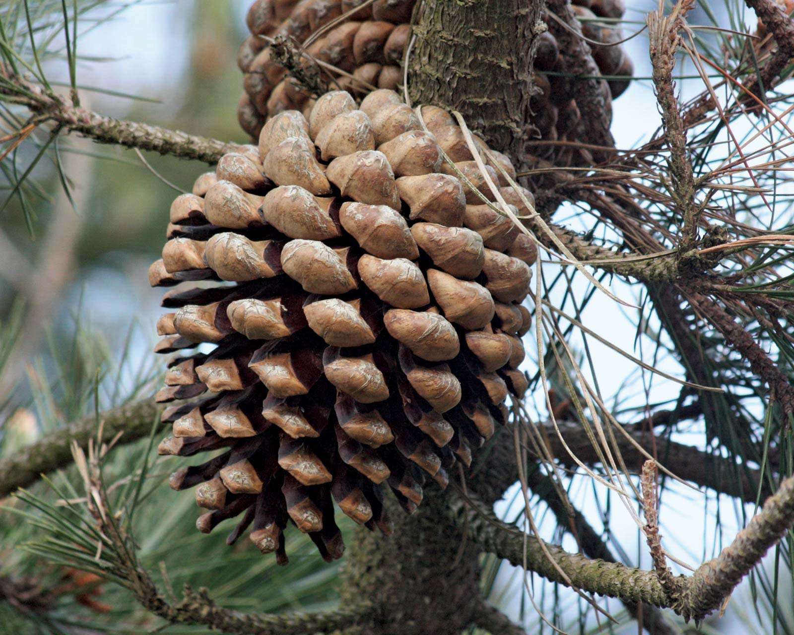 Detail Pine Cone Photo Nomer 17