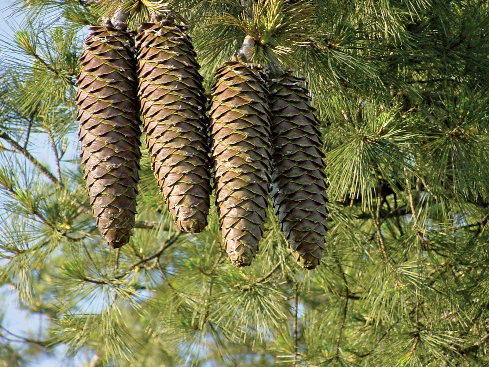 Detail Pine Cone Photo Nomer 22