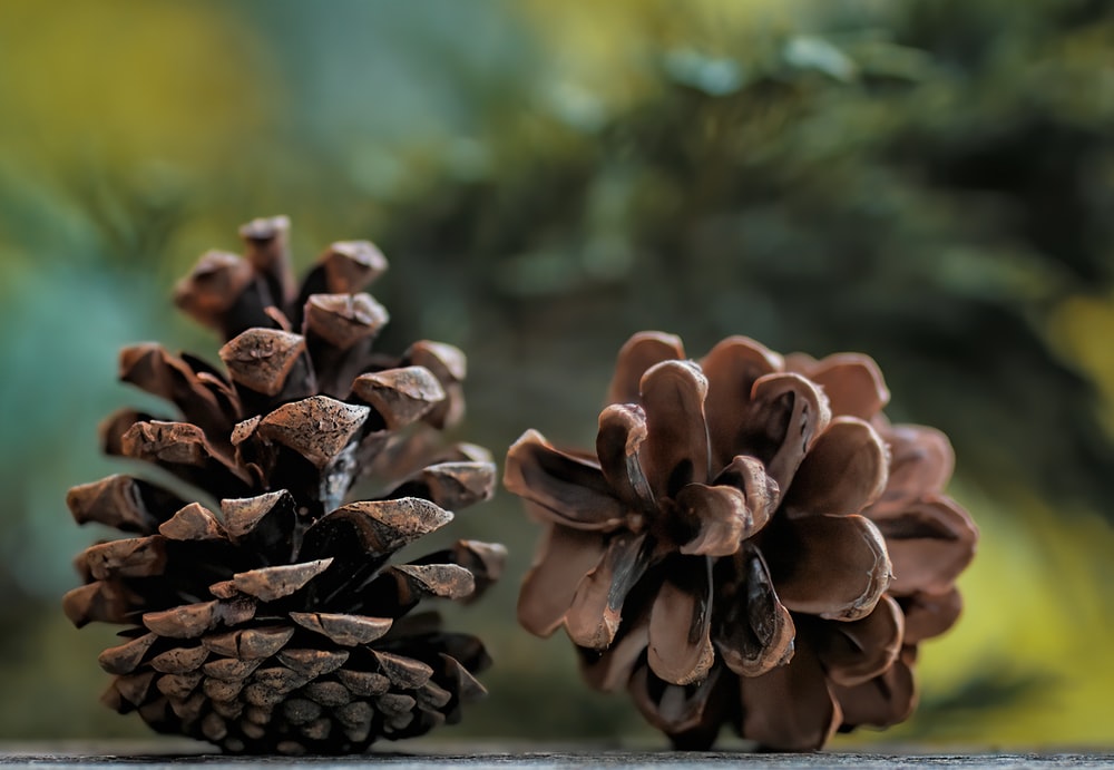 Detail Pine Cone Photo Nomer 4