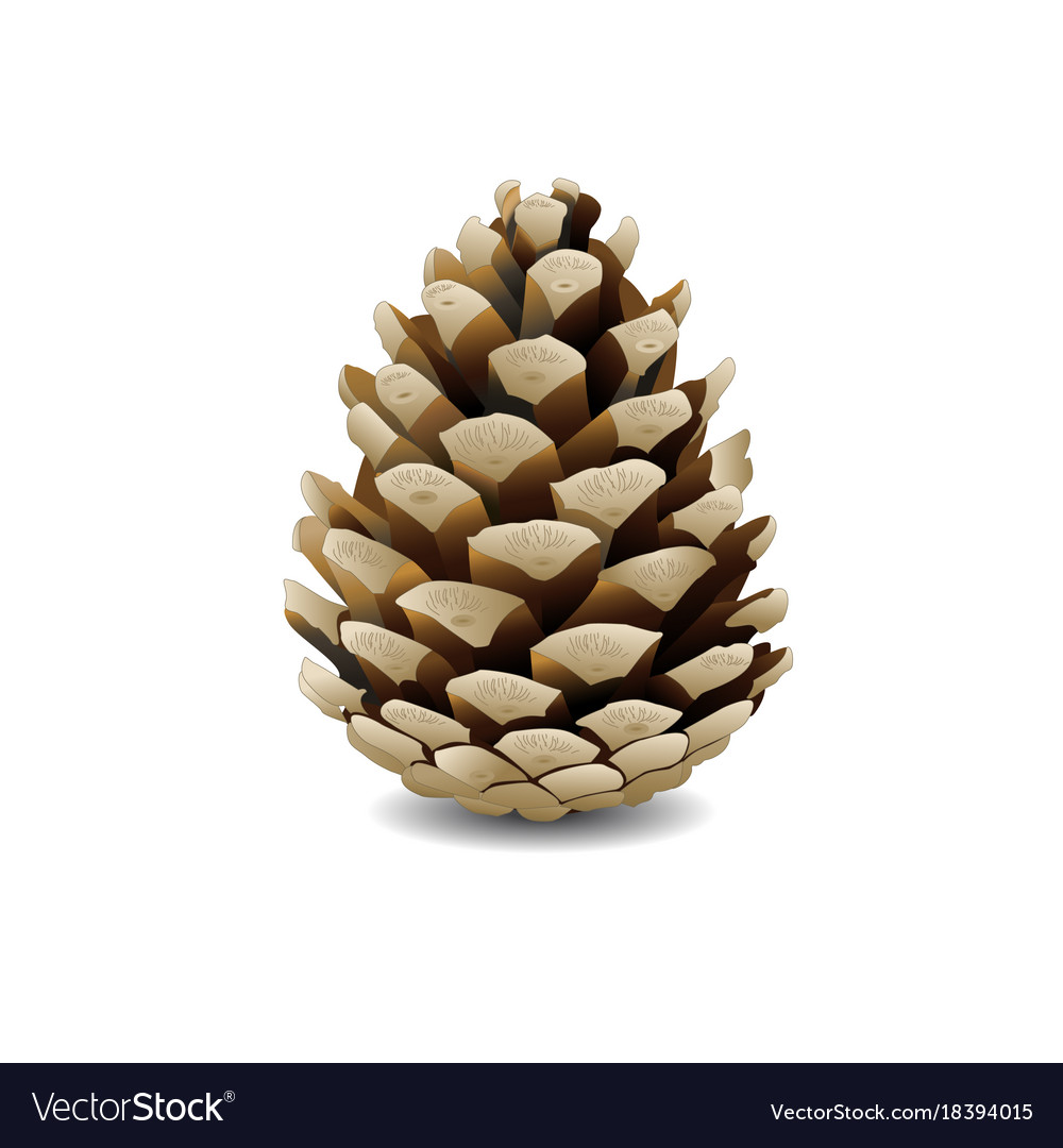 Detail Pine Cone Photo Nomer 32