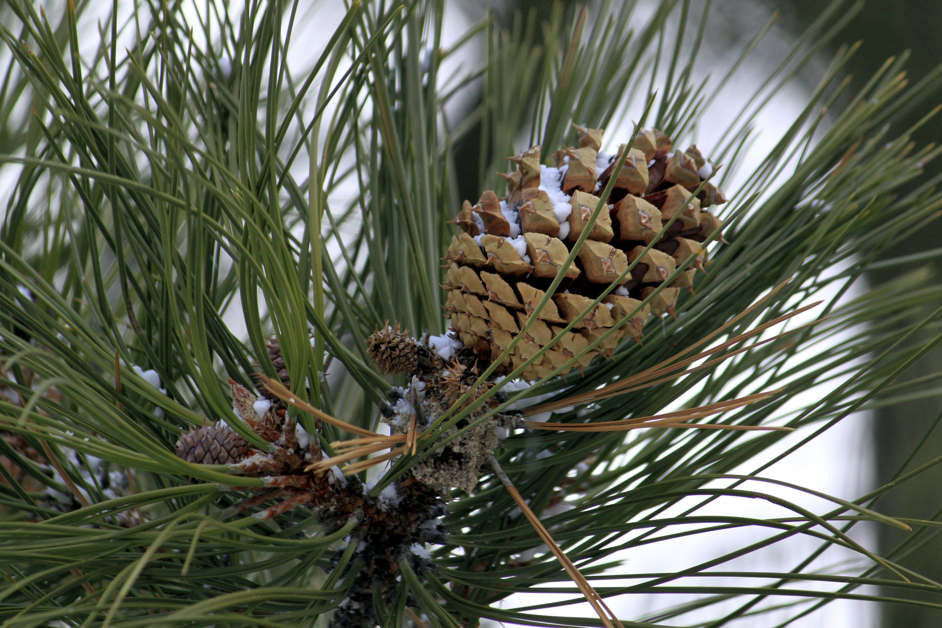 Detail Pine Cone Photo Nomer 34