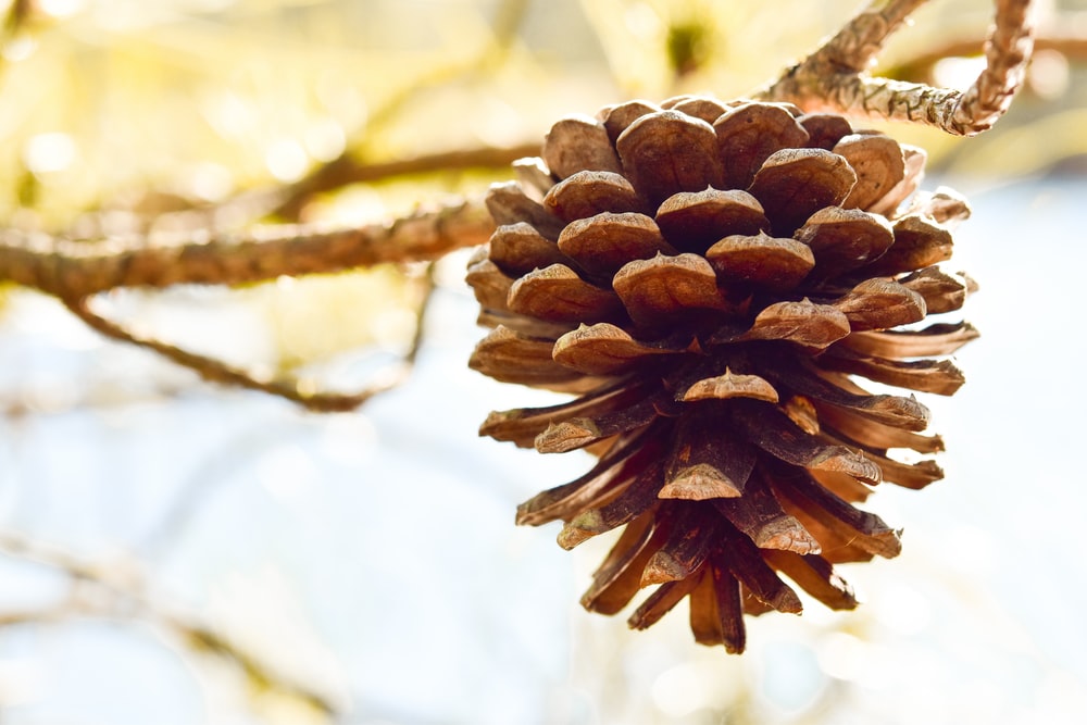 Detail Pine Cone Photo Nomer 5