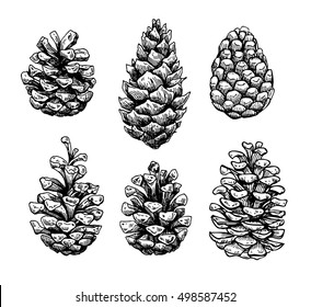 Detail Pine Cone Photo Nomer 42