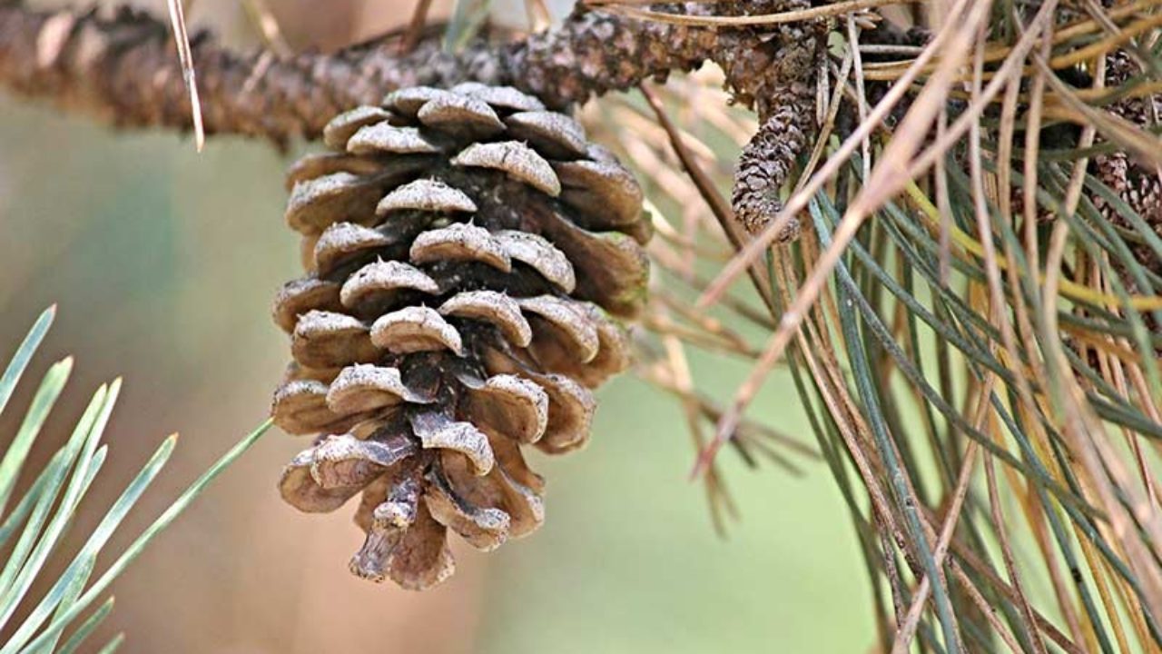 Detail Pine Cone Photo Nomer 43