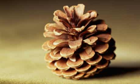 Detail Pine Cone Photo Nomer 6