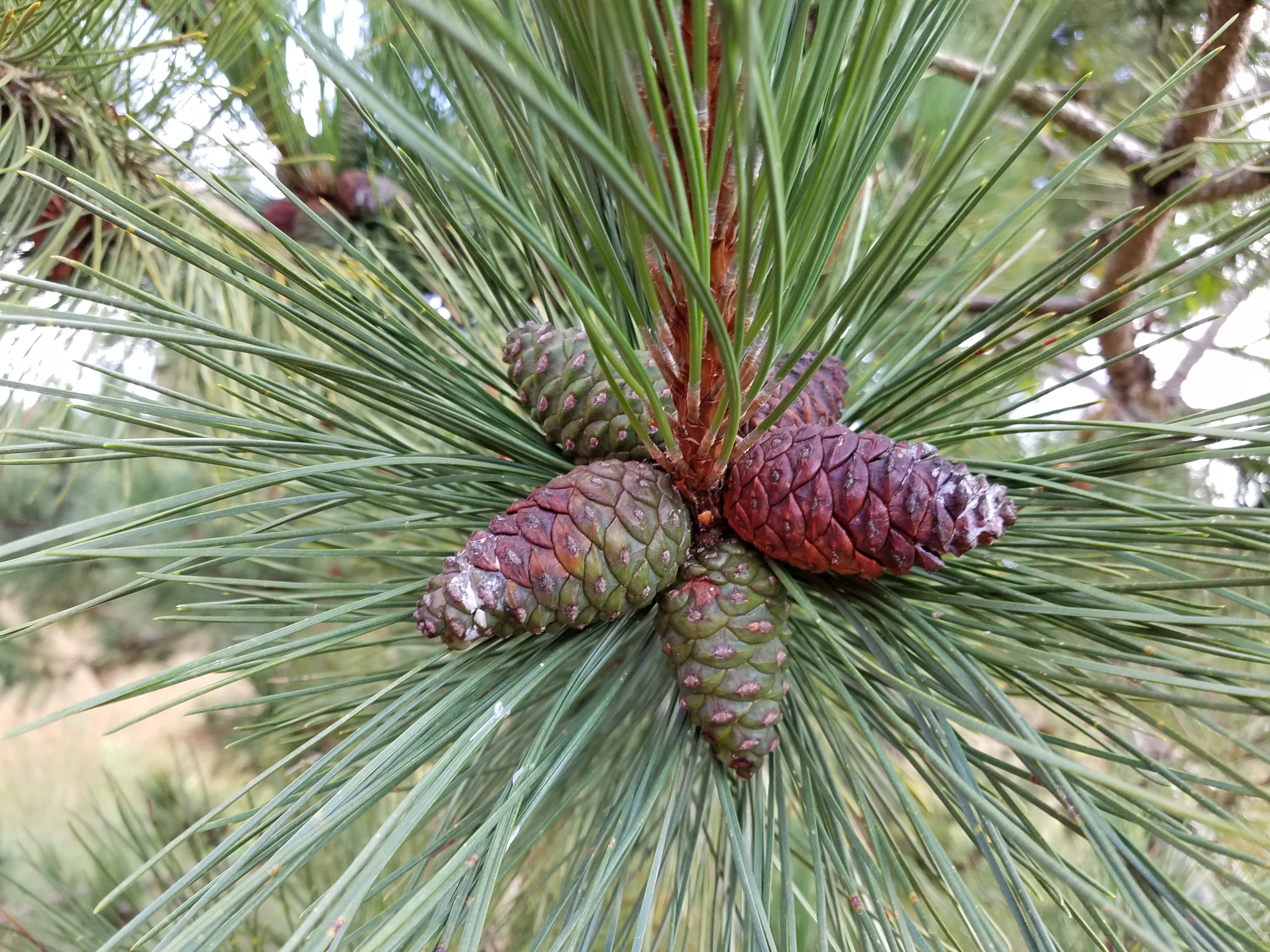 Detail Pine Cone Photo Nomer 45