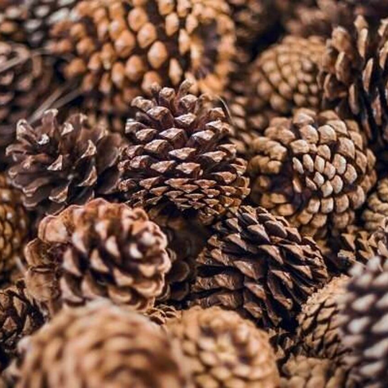 Detail Pine Cone Photo Nomer 48