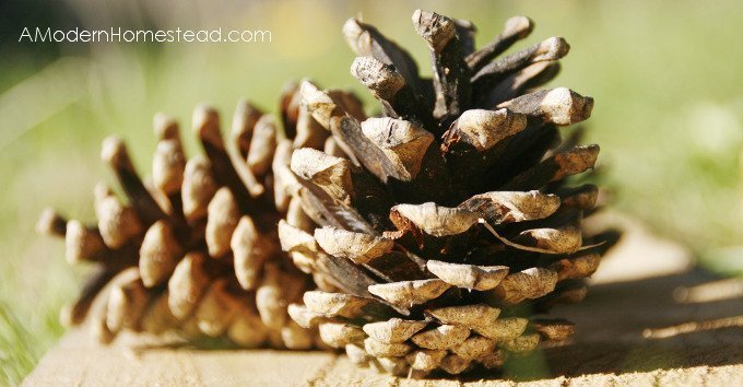 Detail Pine Cone Photo Nomer 50