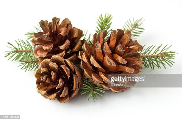 Detail Pine Cone Pic Nomer 13