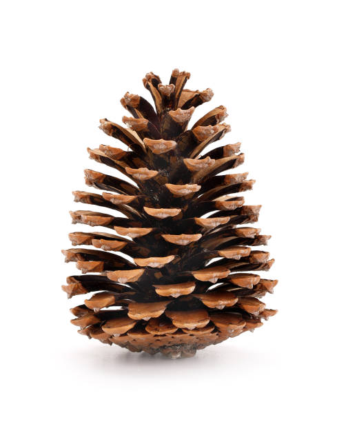 Detail Pine Cone Pic Nomer 18